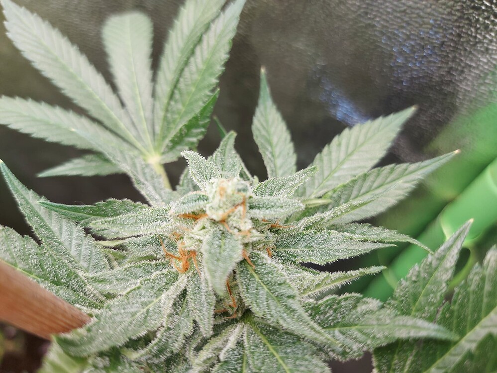 Origin Oreoz Feminisiert (Growers Choice) Produktfoto