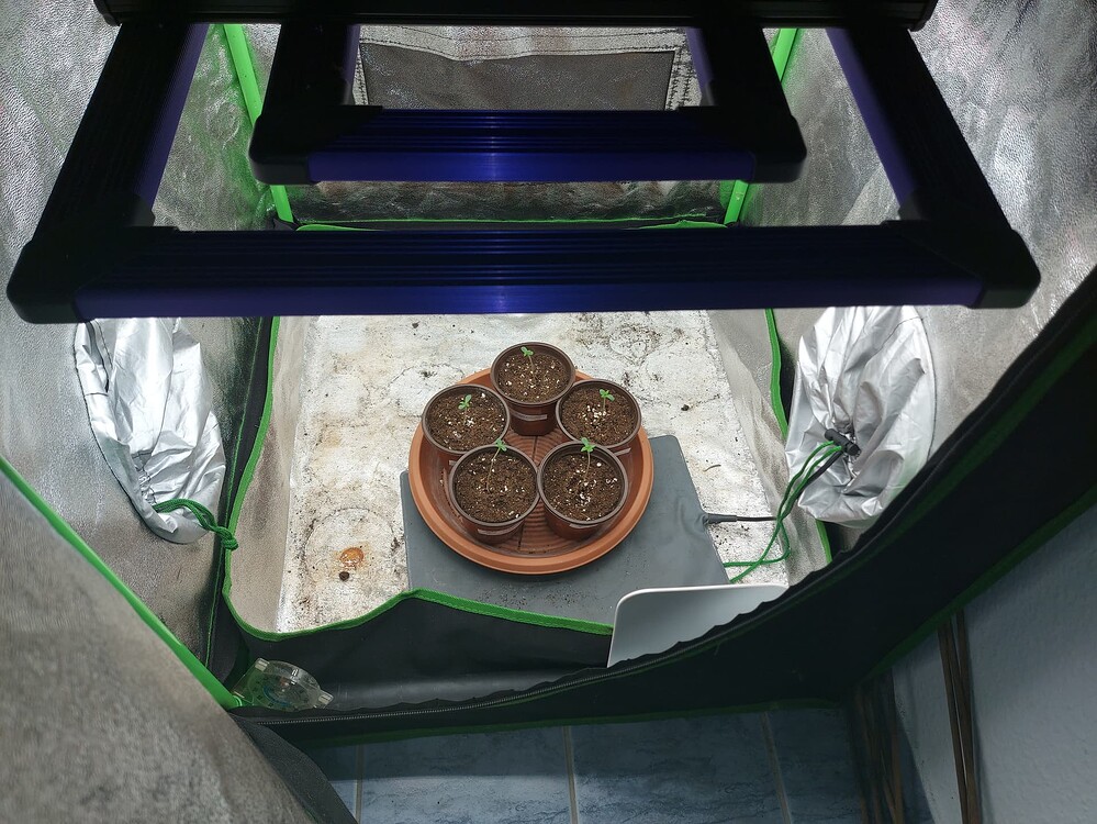24K Tangie & Origin Oreoz Growreport