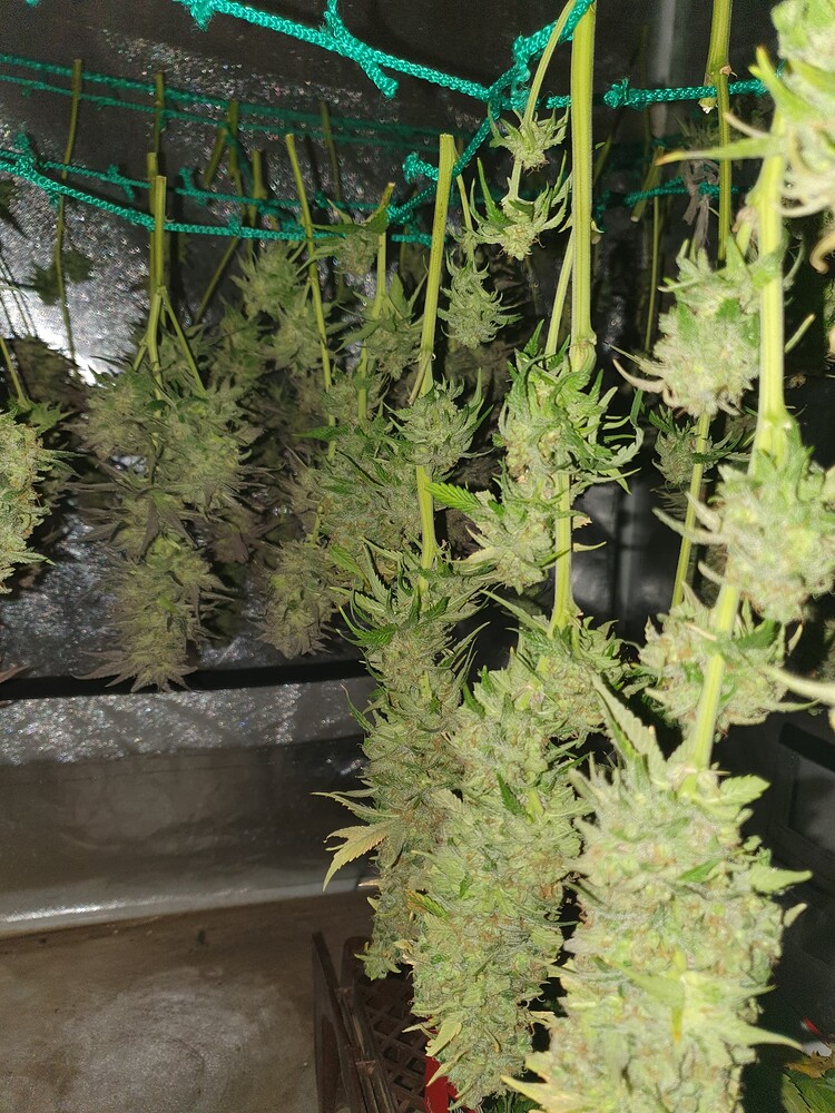 4.Grow 1. Report, 3x Girl Scout Cookie, 3x Big Bud, 4x Power Plant