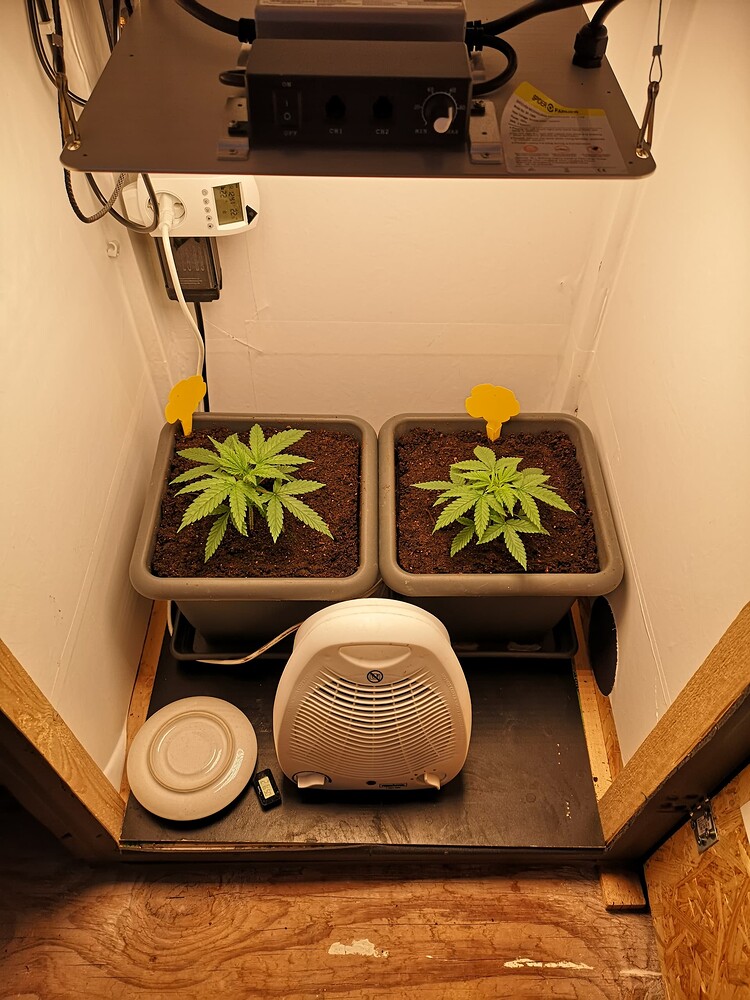 Super Shining Silver Haze Feminisiert (Royal Queen Seeds) Produktfoto