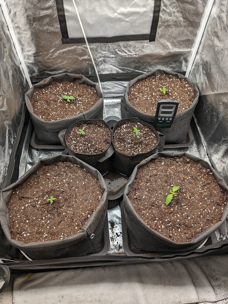 Zkittlez Auto (Seeds Genetics Co) Produktfoto