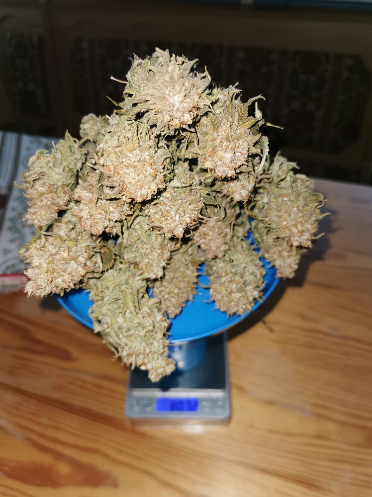 Purple Queen 350W Led