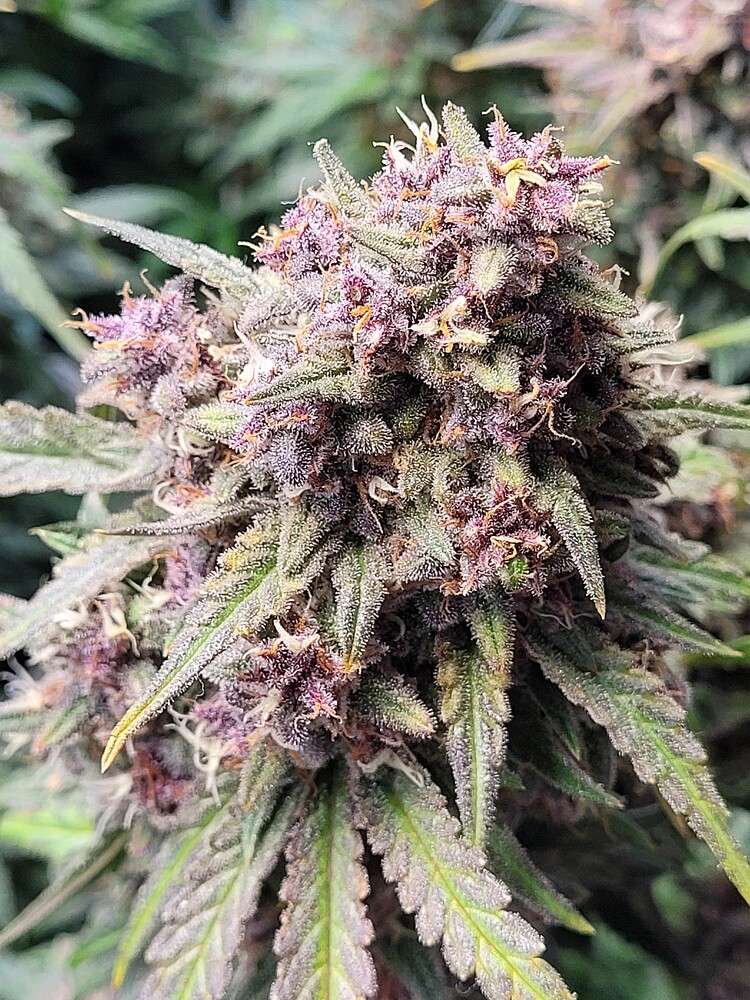 Tropicana Cookies Auto Produktfoto