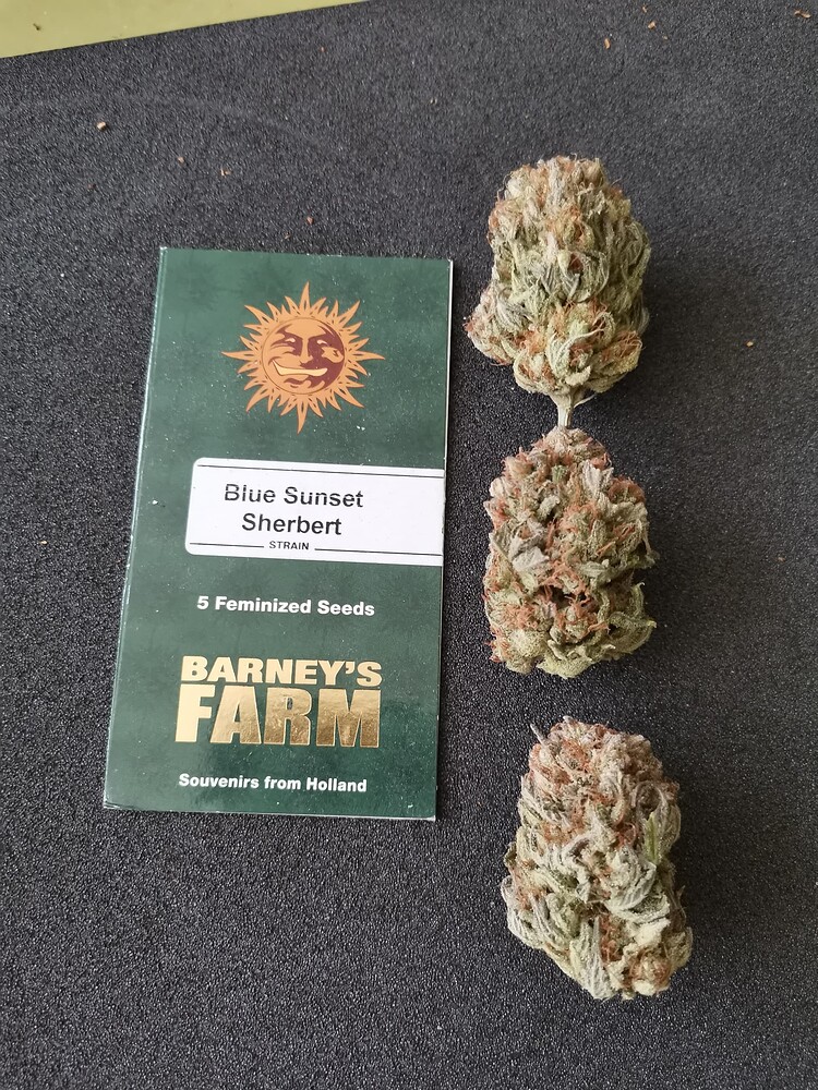 Blue Sunset Sherbet Produktfoto