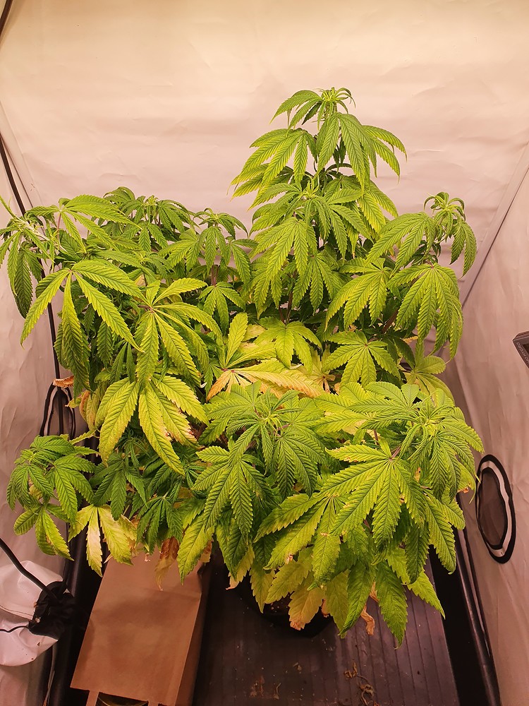 L1w3's dritter Grow - wirds diesmal was? Neu: Diesmal Autos! Green Gelato & Wedding Cheesecake