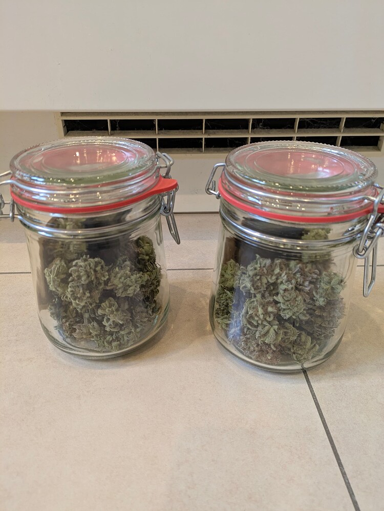 Lila Wolken - Erster Grow mit Purple Bud in der Minigrow One