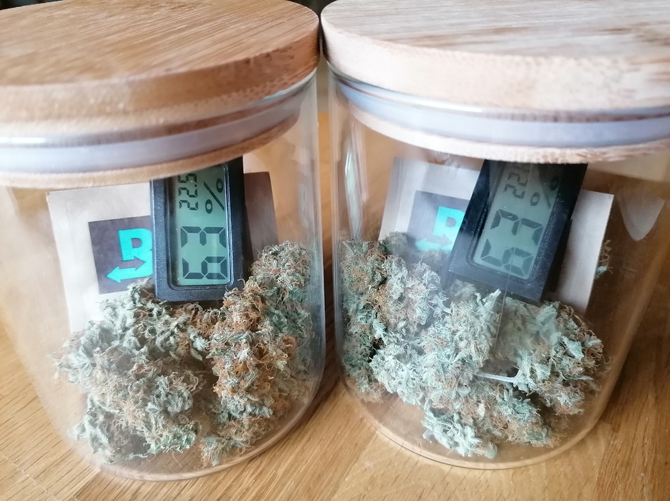 Allererster Grow! Automatics, Indoor mit Bitte um Feedback