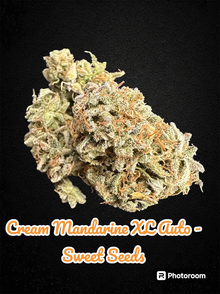 Cream Mandarine XL Auto Produktfoto