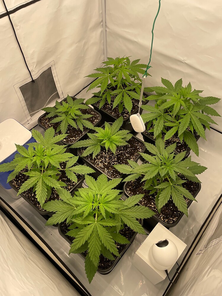 Gorilla Auto Produktfoto