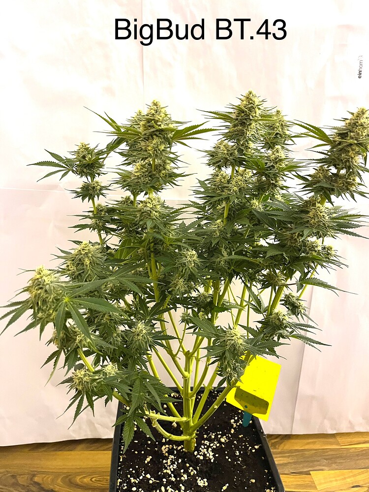 Big Bud Produktfoto