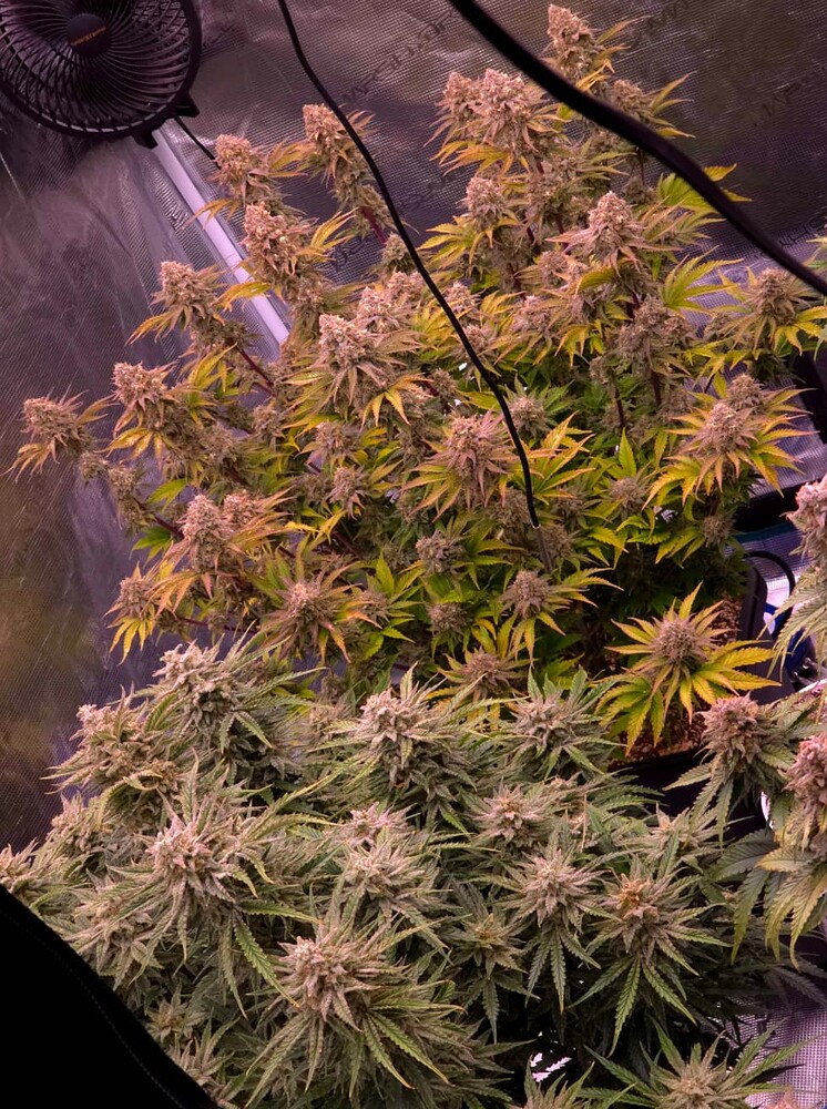 Speedrunseeds Autoflower to the max - Autopot Coco Grow!