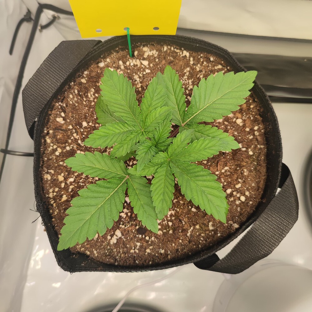 Bruce Banner #3 Feminisiert (Zamesia) Produktfoto