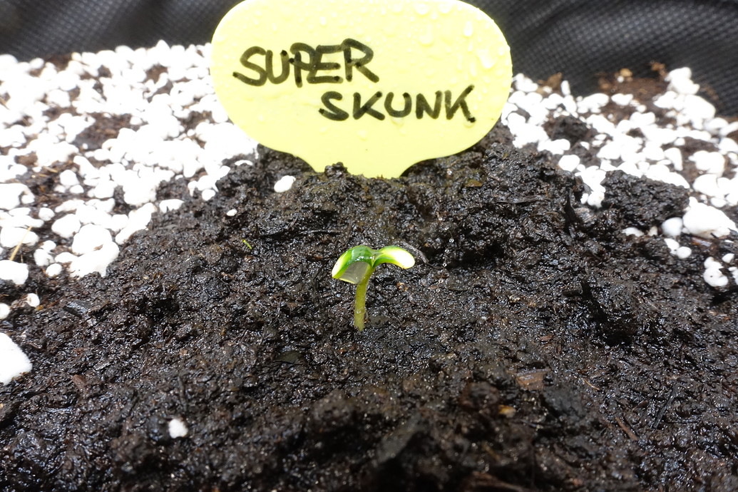 Super Skunk Auto Produktfoto
