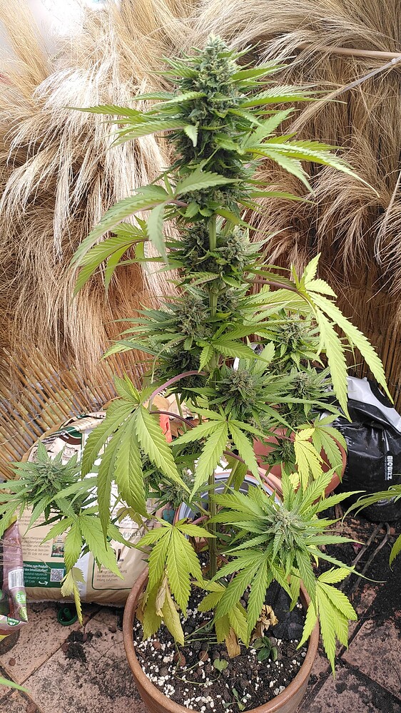 Blue Dream'Matic Auto (Fast Buds) Produktfoto