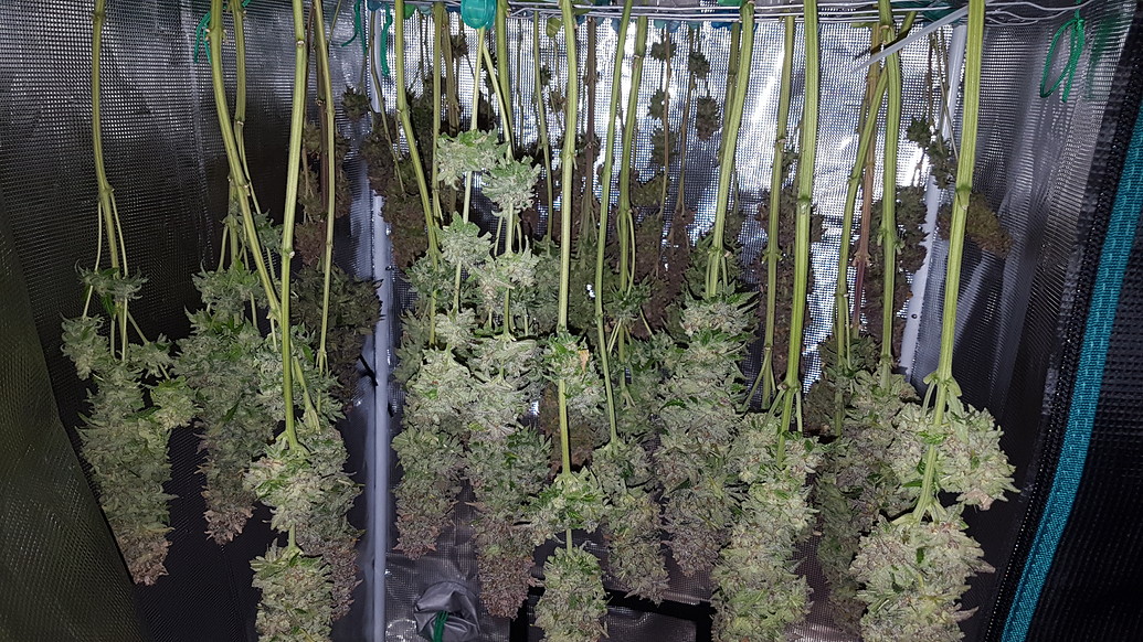 3x Northern Lights #5 X HAZE 3x PPP Steckling der 3. Gen. 5x Bagseed MarsHydro TS 1000 (150w Led)