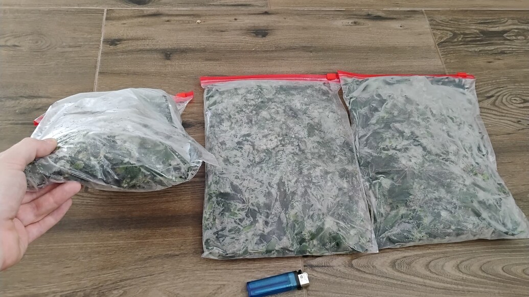3x Super Buff Cherry #26 im Ikea PAX SCROG, Coco-Hydro