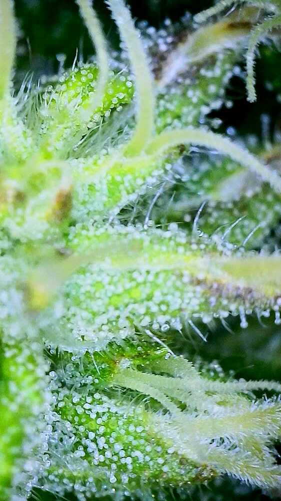Gelato Dream Produktfoto
